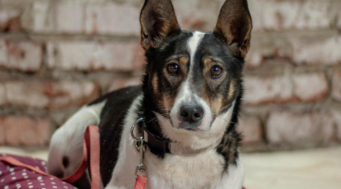 Chiens à adopter